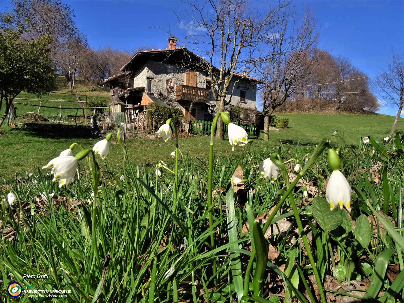 60 Leconjum vernum (Campanelle) alle 'Cascine'.JPG